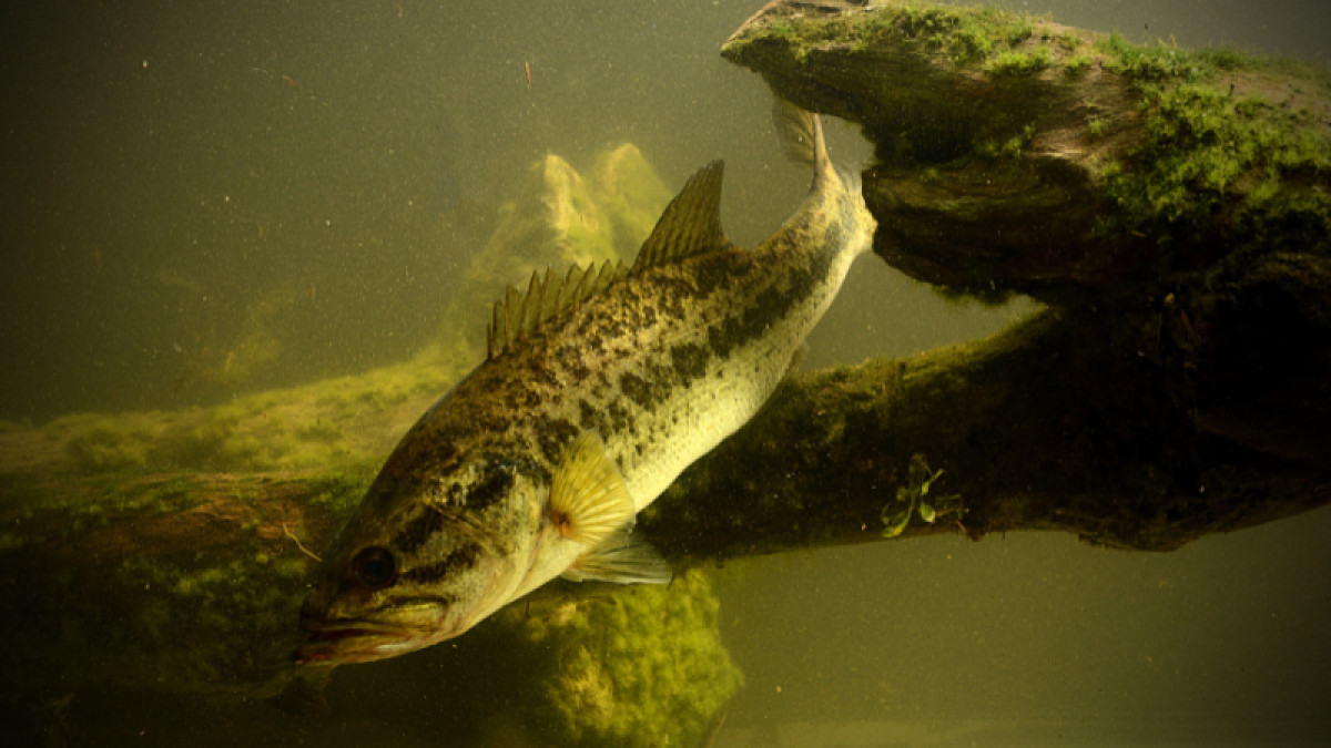 Fish Day