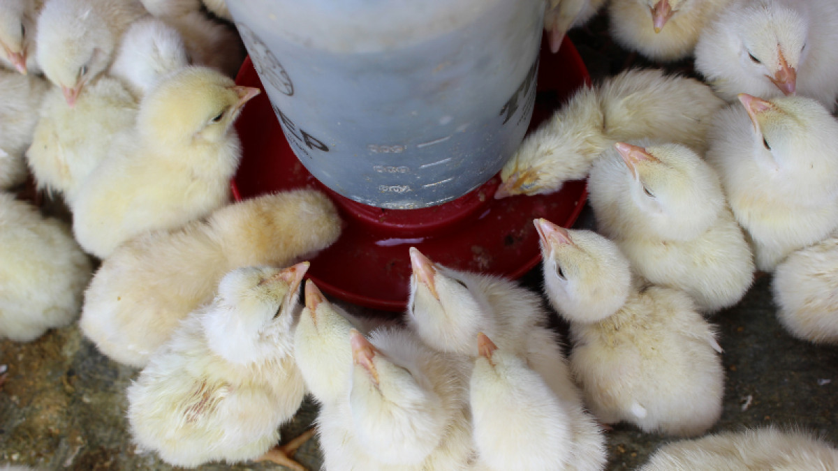 Chicks Arriving!