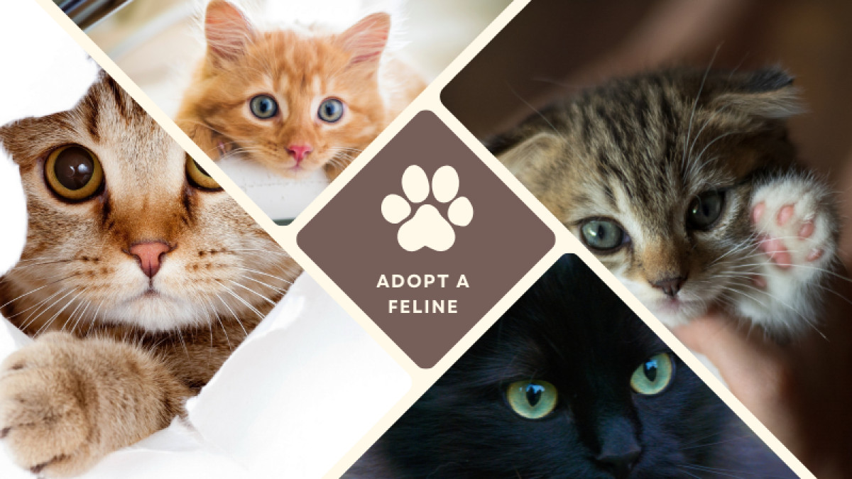 Cat Adoption Saturday