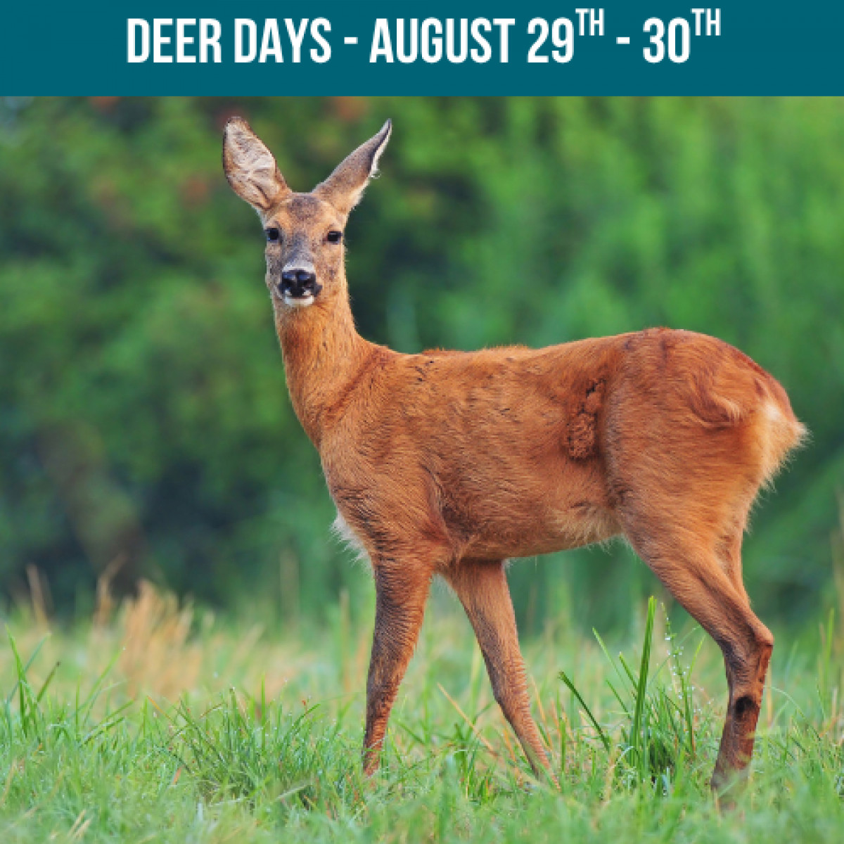 Country Oaks Deer Days
