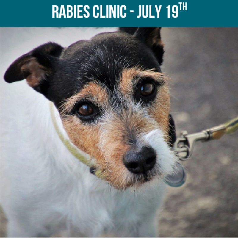 Rabies Clinic