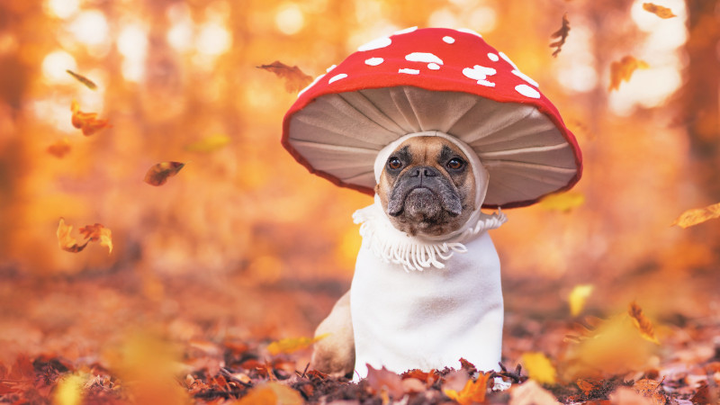 Halloween Bark Walk