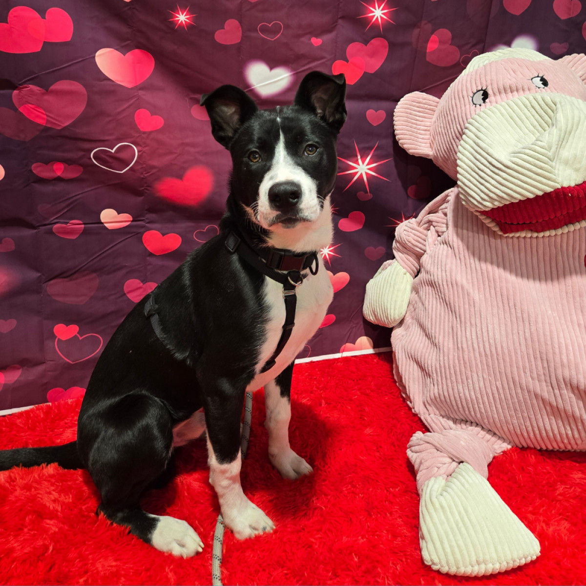 Valentine’s Day Pet Photo Booth 💕