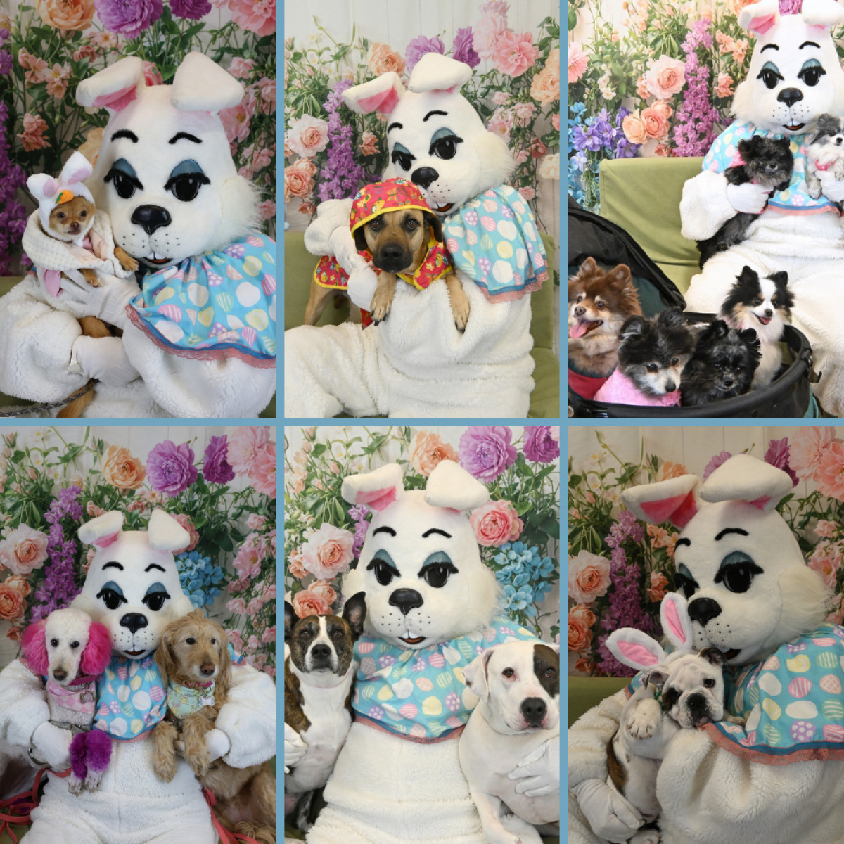 Pet Portraits with Easter Bunny