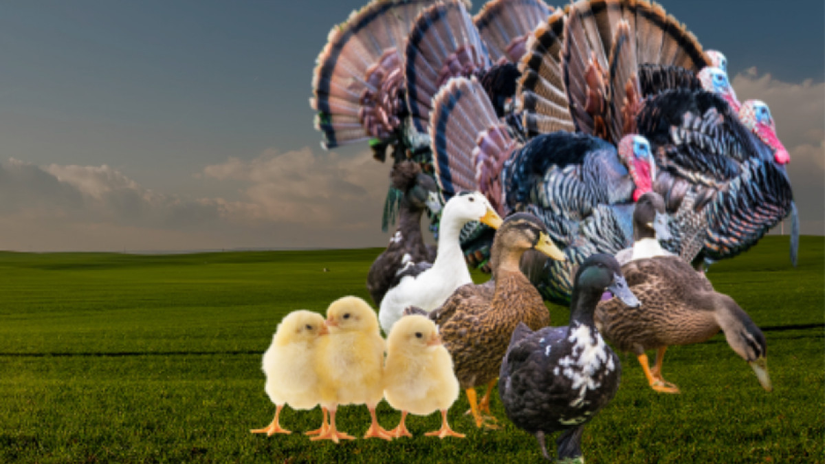 Build Your Flock!