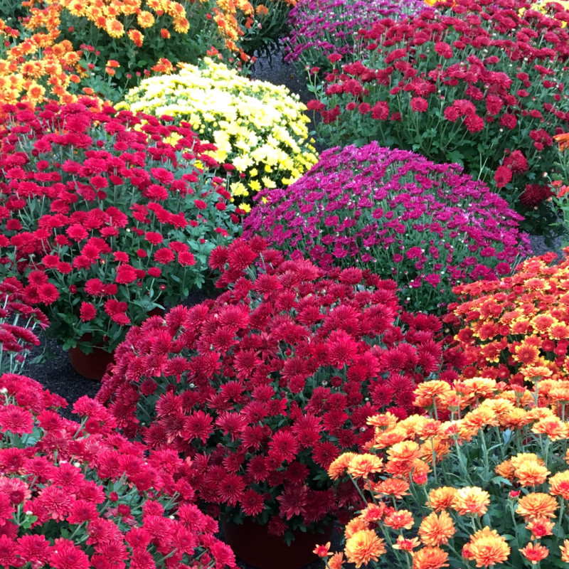 Small & Large Mums