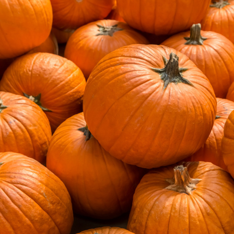 Small & Large Pumpkins