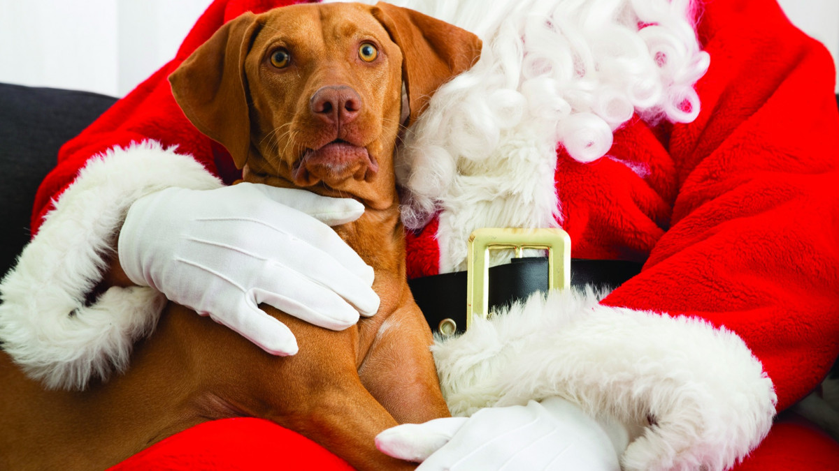 Santa Paws Pet Photos