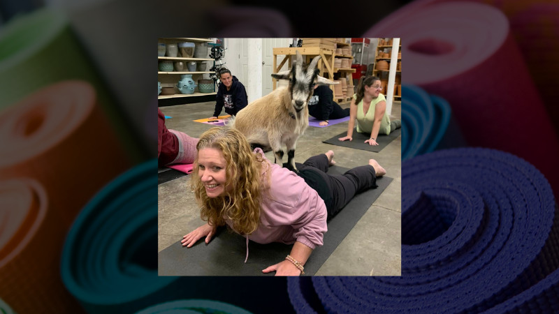 GOAT YOGA AT STARKIE BROTHERS GARDEN CENTER