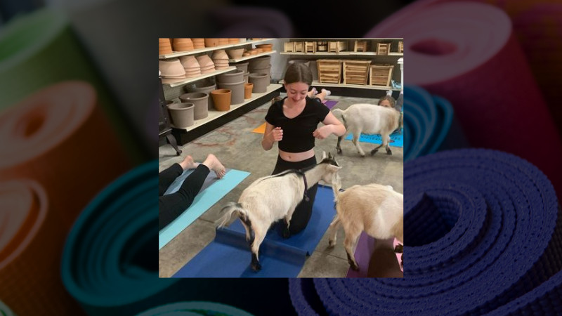 GOAT YOGA AT STARKIE BROTHERS GARDEN CENTER