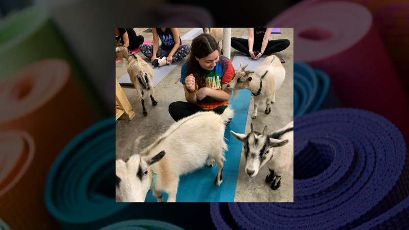 GOAT YOGA AT STARKIE BROTHERS GARDEN CENTER