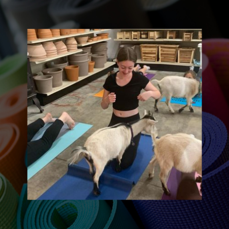 GOAT YOGA AT STARKIE BROTHERS GARDEN CENTER