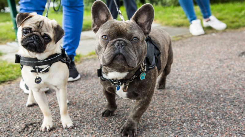 Barkley's Community Dog Walks Mondays - White Oak Park Branchburg, 6:30pm