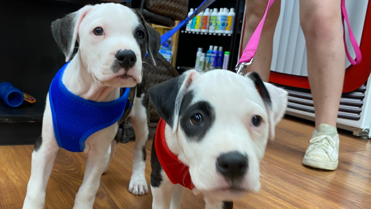 Outcast Rescue Adoption Event
