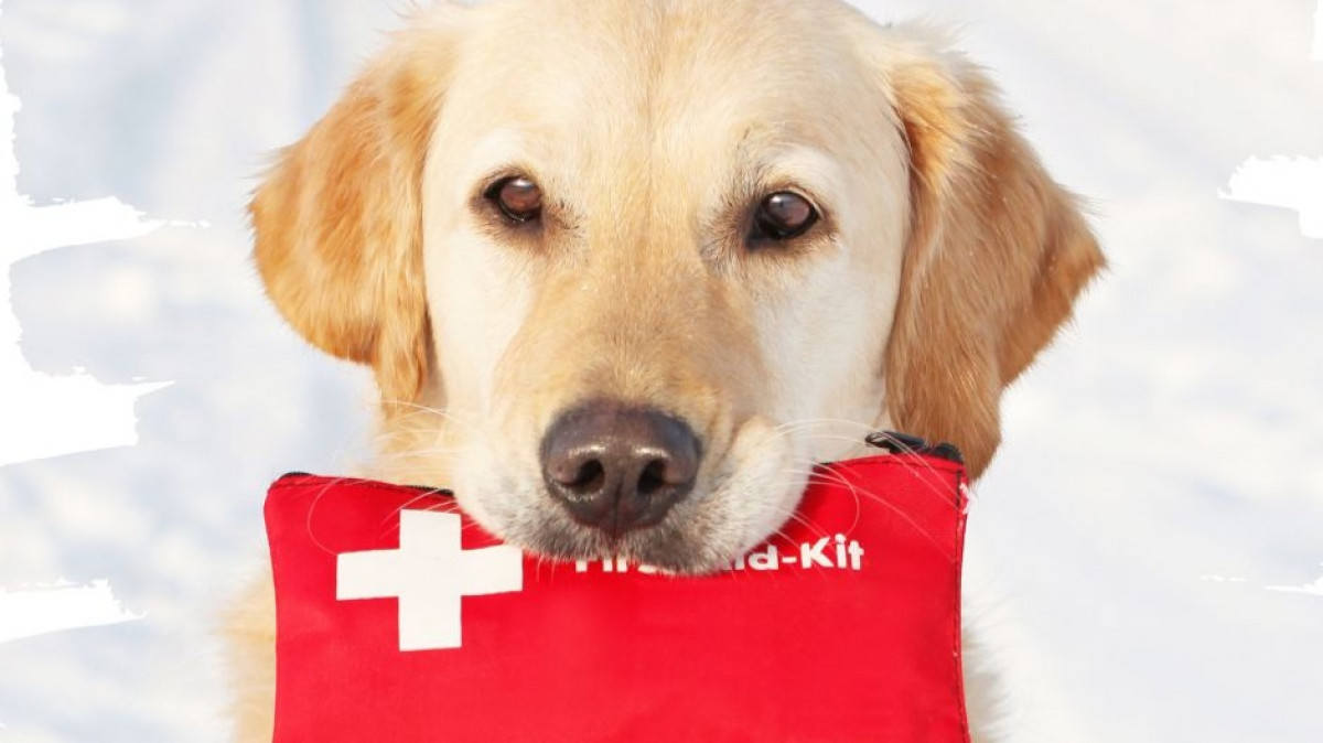 First Aid and CPR Training for Dogs -SOLD OUT