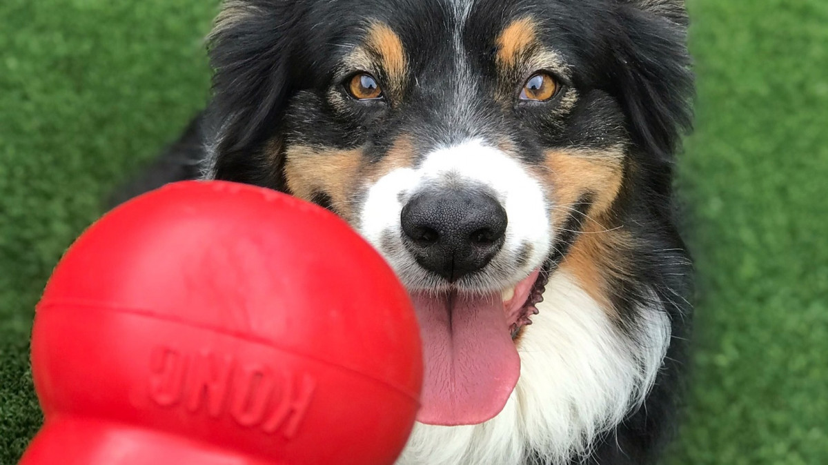 KONG DAY!