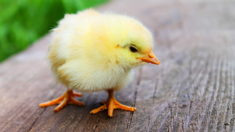 Chick Orders