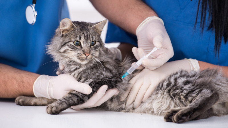 Vaccination Clinic