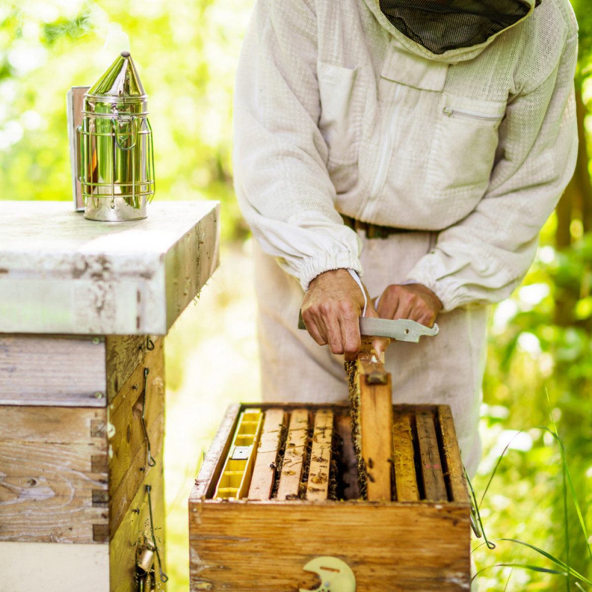 Is Bee Keeping for Me?