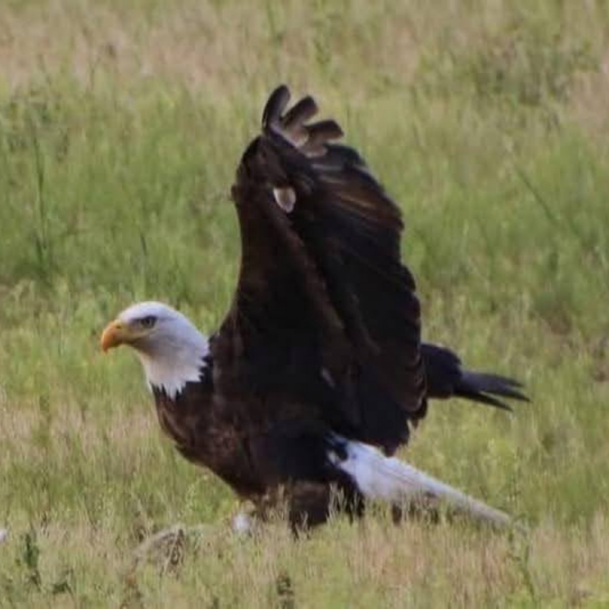 Wild Bird Photo Contest