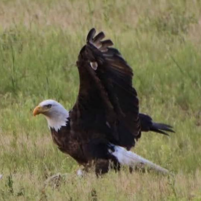 Wild Bird Photo Contest