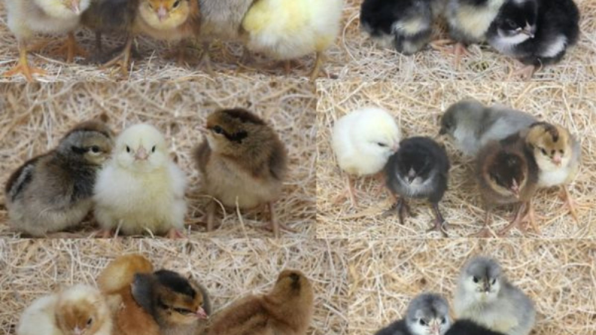2024 Chick Days