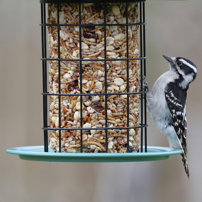 🐦 Morristown Agway Wild Bird Seed Sale 🐦