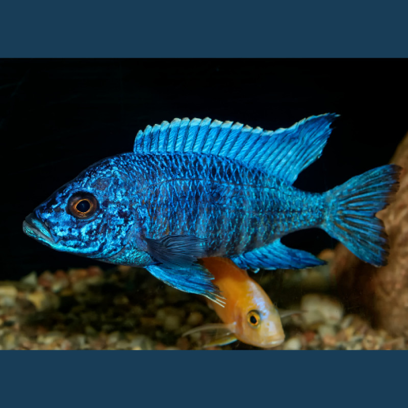 25% OFF Cichlids!