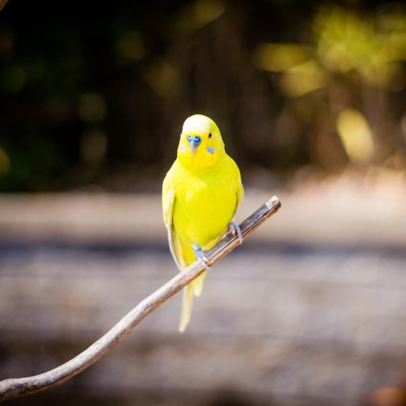 COUPON: $10 off - Any parakeet