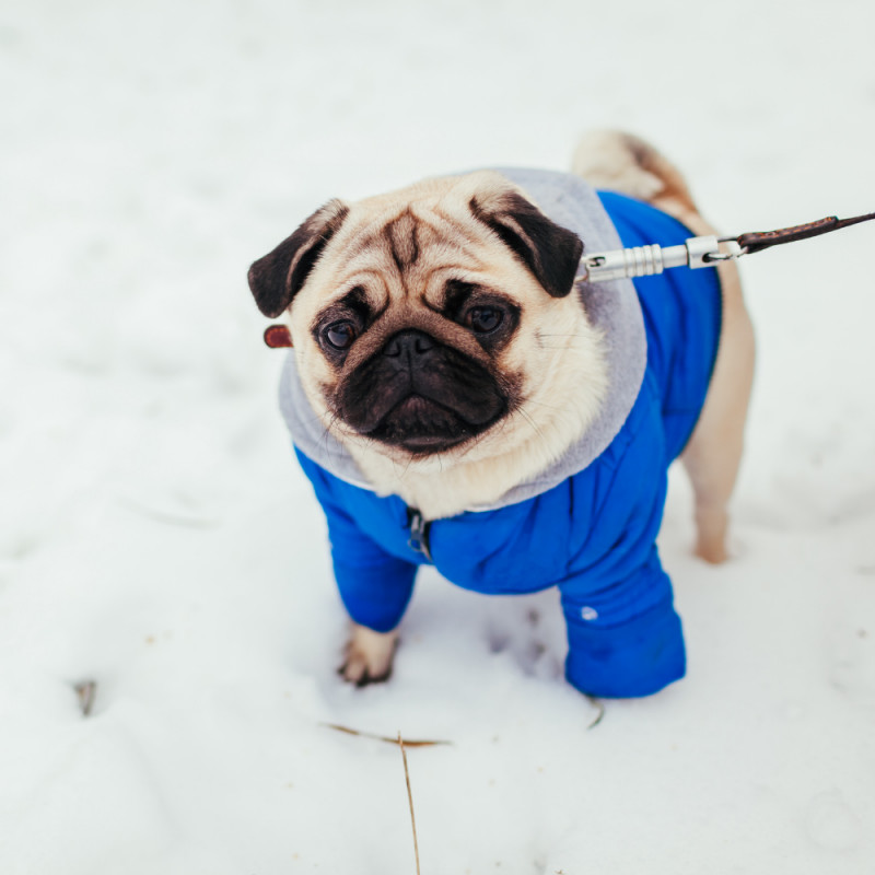 COUPON: Pet Coats 25%