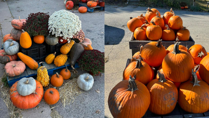 10% off Pumpkins & Mums