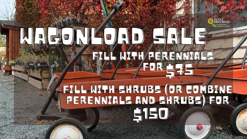 WAGONLOAD SALE- THRU NOV.1!