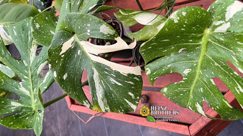 50% off All Sizes Philodendron Thai Constellation