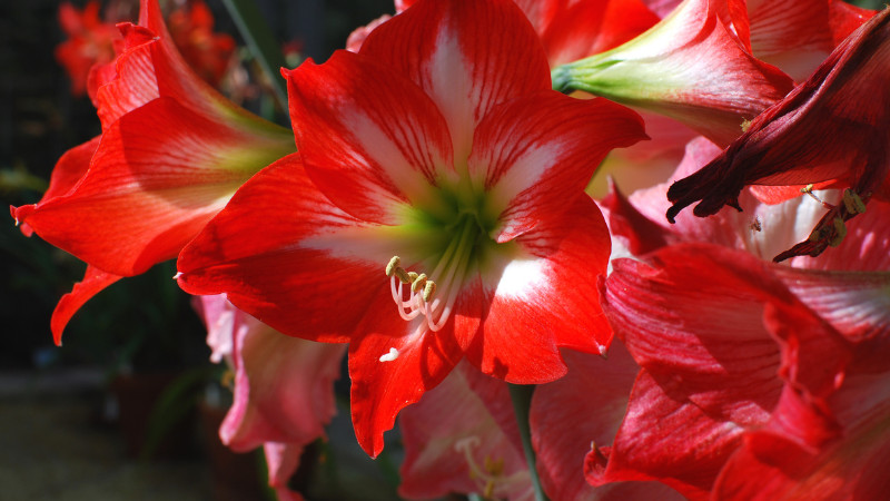 50% off Amaryllis and Paperwhites