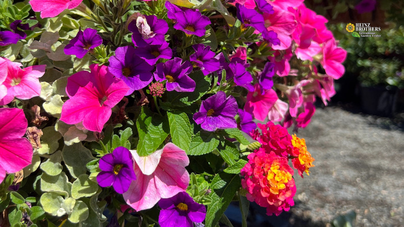 Summer Container Planting Party