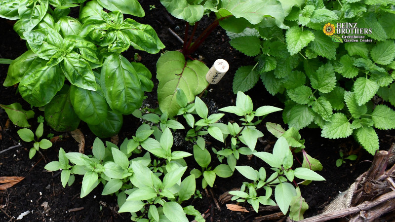 Herb Garden Planter
