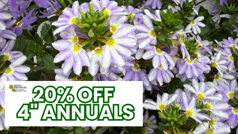 Select Annual Flowers on Sale (see below)