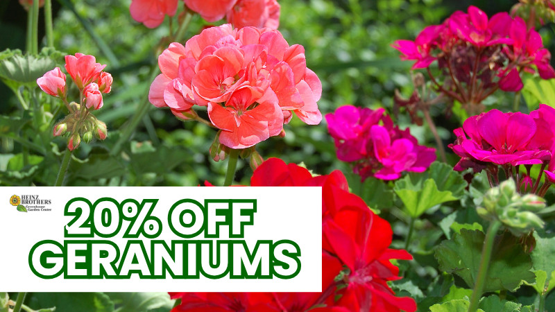 20% off geraniums
