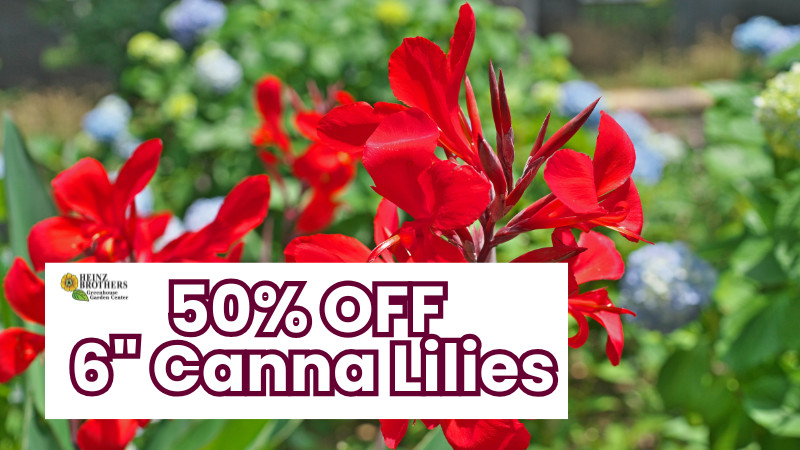 50% Off 6" Canna Lilies
