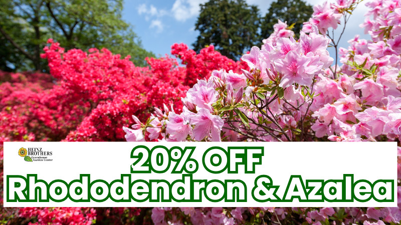 20% Off rhododendron & Azalea