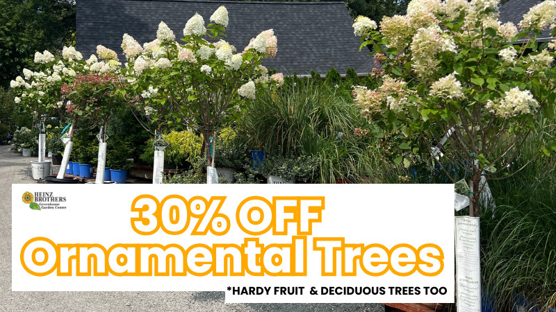 30% off Ornamental Trees