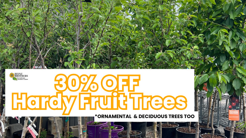 30% off hardy fruit trees