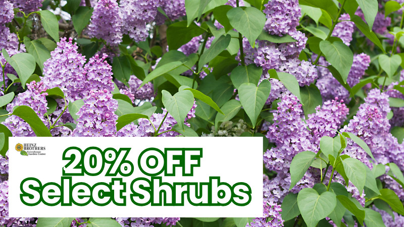 20% off select shrubs