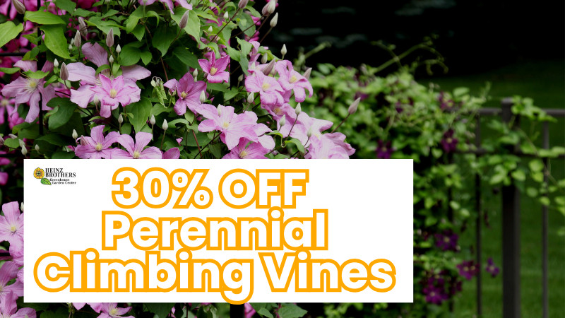 30% off perennial climbing vines