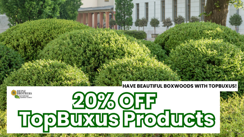 20% off topbuxus products (see offer info for TopBuxus information)