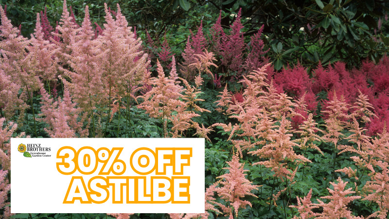 30% off astilbe