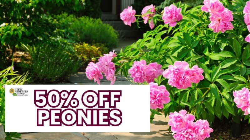 50% off peonies