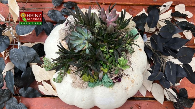 Pumpkin Succulent Centerpiece Workshop