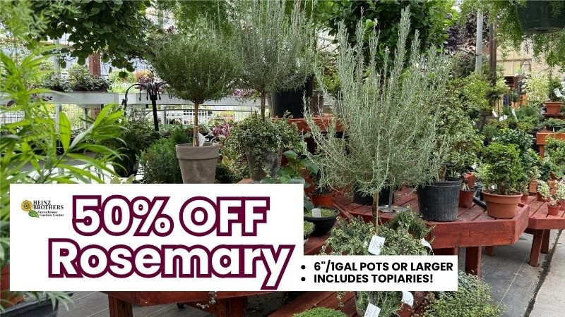 50% Off Rosemary