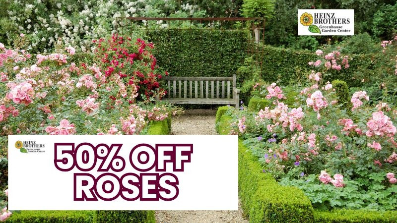 50% off Roses